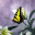 Butterflies World Screensaver icon