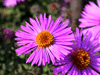 Flowers Garden Screensaver
