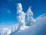 Бесплатные природные заставки - Заставка Снегопад