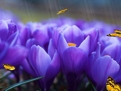 Windows 8 Crocus Screensaver full