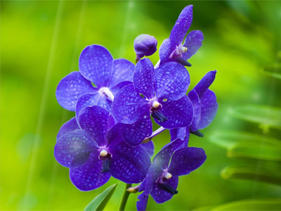 Summer Flower Screensaver Screenshot