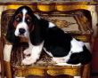 Basset hound puppy Wallpaper Preview