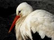 White stork Предпросмотр Обоев
