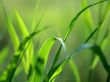Green grass straws Предпросмотр Обоев