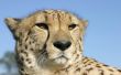 Cheetah portrait Предпросмотр Обоев