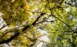 .| Tree |. - autumn wallpaper