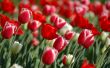 Tulips in spring Предпросмотр Обоев