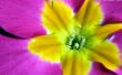 Tulip close up - flowers wallpaper