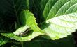 Frog on leaf Предпросмотр Обоев