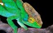 Green chameleon Предпросмотр Обоев