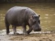 Hippo in Africa Предпросмотр Обоев