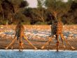 Thirsty giraffes Предпросмотр Обоев