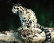 Clouded Leopard Wallpaper Preview