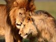 Lions caressing Предпросмотр Обоев