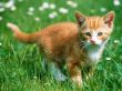 Kitten in the grass Предпросмотр Обоев