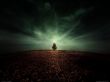 Tree in the field - christmas wallpaper
