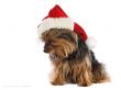Xmas dog - christmas wallpaper
