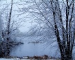 Winter trees snow Wallpaper Preview