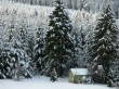 Snow trees winter Предпросмотр Обоев