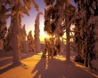 Winter forest view Предпросмотр Обоев