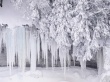 Winter frost Предпросмотр Обоев