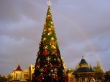 Disneyland tree Предпросмотр Обоев