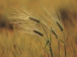 Wheat in wind - plants wallpaper