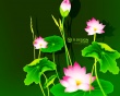 Lily flowers - abstract wallpaper
