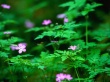 Forest flowers Wallpaper Preview