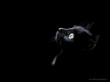 Black cat head - cats wallpaper