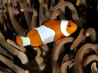 Percula clownfish Wallpaper Preview