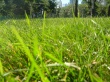 Grass in park Wallpaper Preview