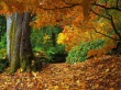 Autumn Forest Предпросмотр Обоев