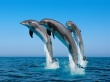 Bottlenose Dolphins Предпросмотр Обоев