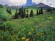 Alpine Meadow Предпросмотр Обоев