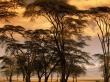 Steppe Trees Wallpaper Preview