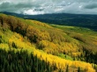 Yellow Forest Предпросмотр Обоев