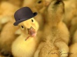 Ducky Greetings Предпросмотр Обоев