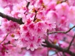 Cherry Blossom Предпросмотр Обоев