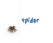 Spider Desk Wallpaper Preview