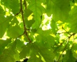 Green Oak Leaf Предпросмотр Обоев