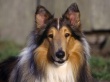Collie Dog Wallpaper Preview