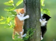 Two Cats - cats wallpaper