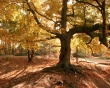 Old tree in autumn Предпросмотр Обоев