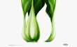 Lettuce - abstract wallpaper