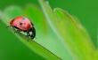 Ladybug on leaf Wallpaper Preview