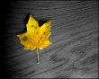 Autumn Leaves Wallpaper Preview