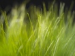 Vista grass Предпросмотр Обоев
