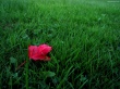 Red leaf on grass - plants wallpaper