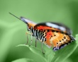 Butterfly on Green Предпросмотр Обоев